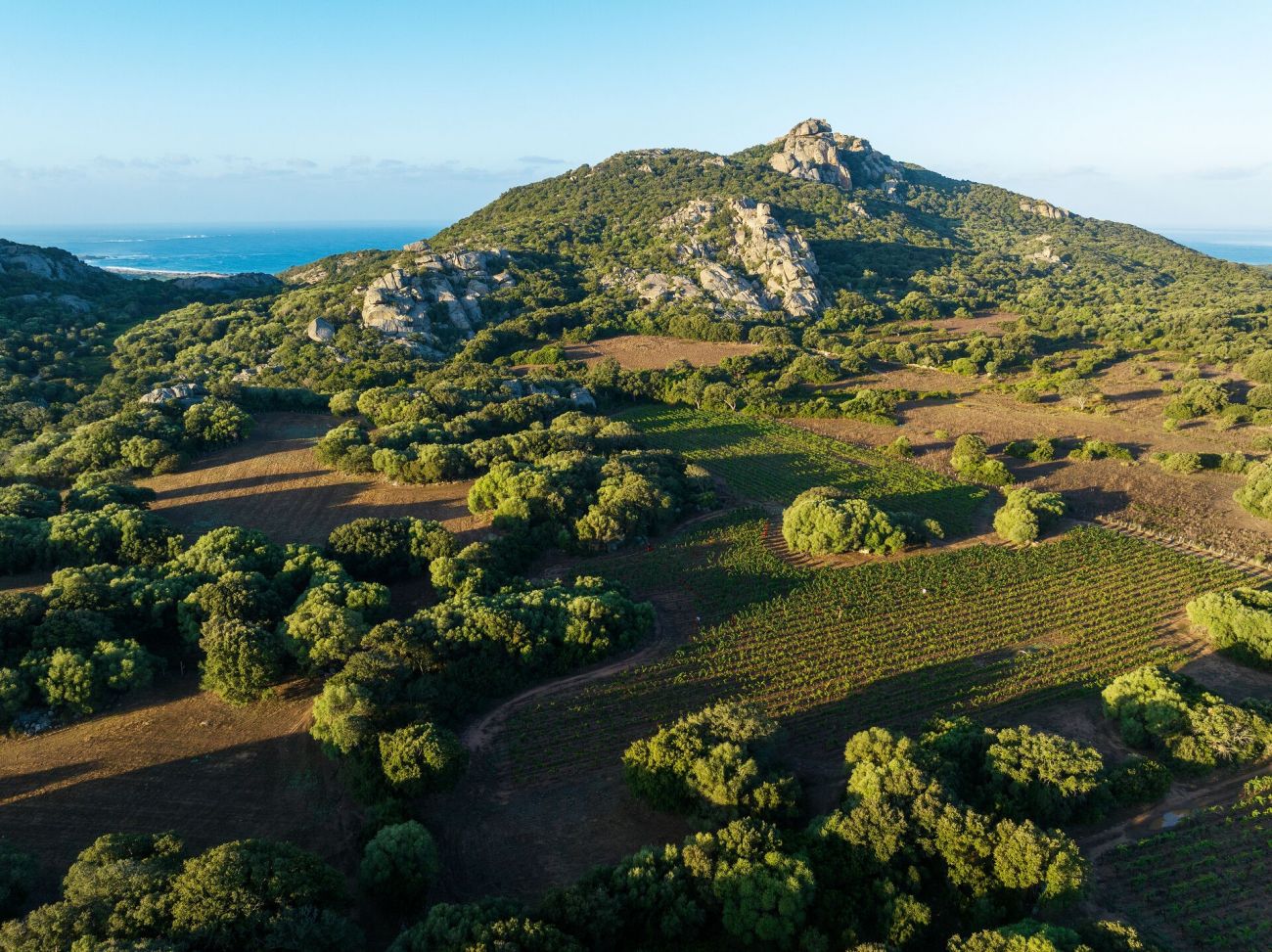 Le vignoble de Murtoli