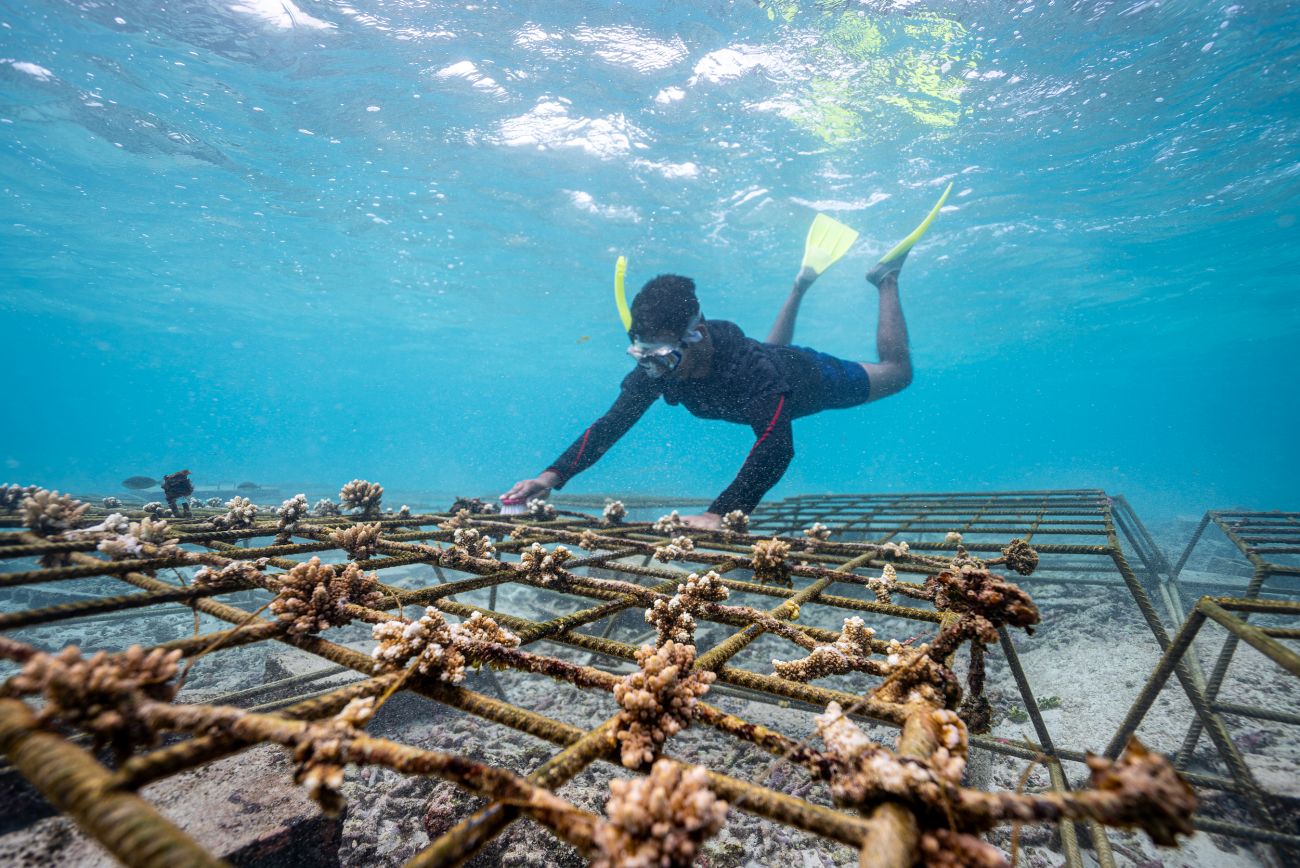 Coral Farms at Anantara Iko Mauritius Resort & Villas