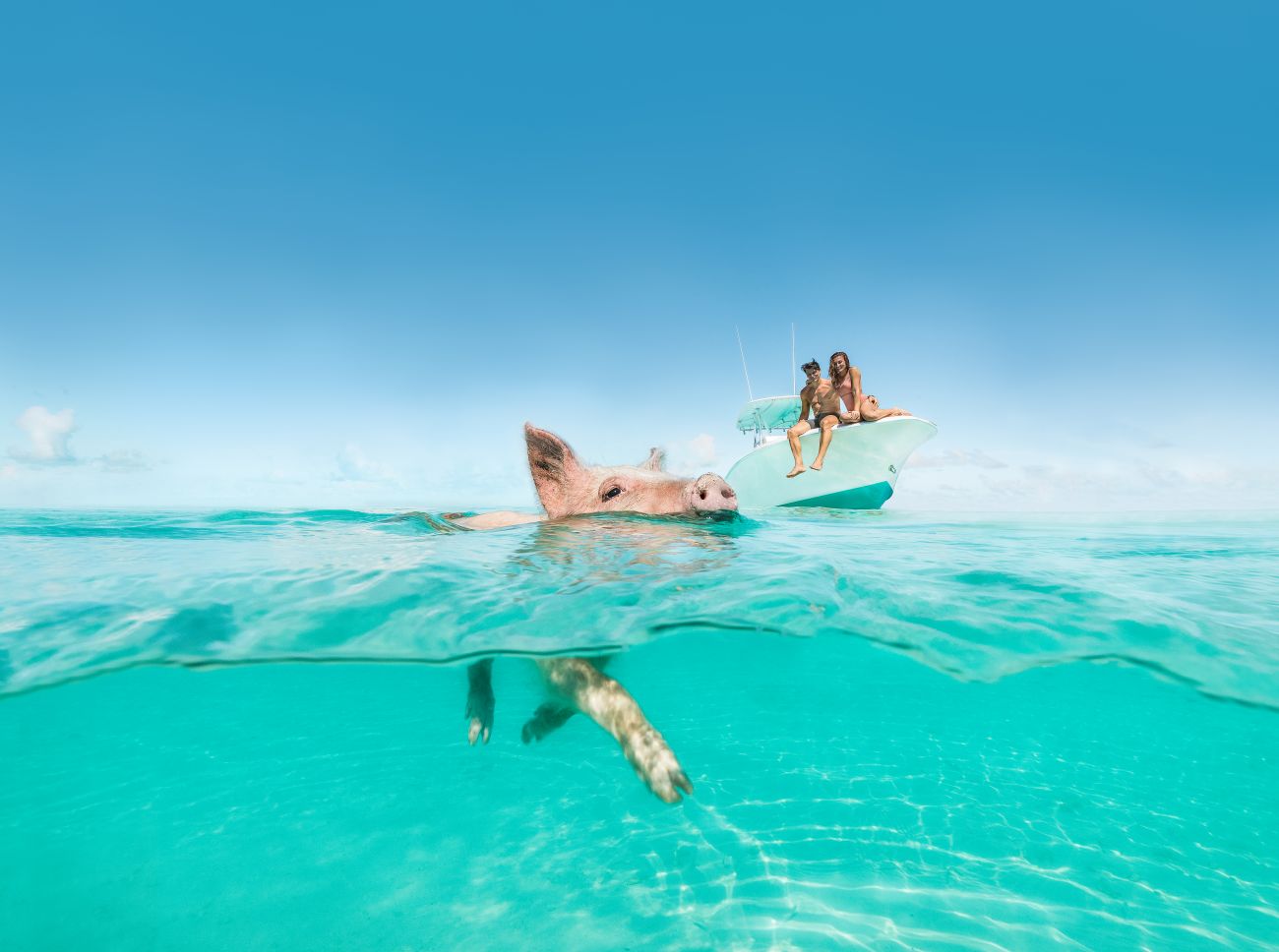 Bahamas Tourist Office swimming with pigs experience