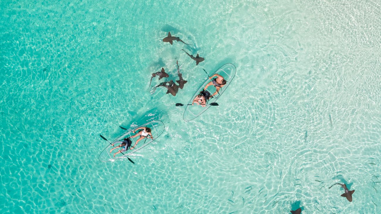 Bahamas Tourist Office exprience avec les requins