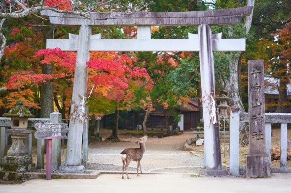 Aller  la rencontre des cerfs vnrs dans la prfecture de Nara