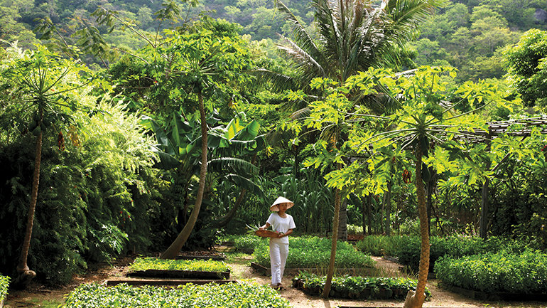 Ingredients featured in restaurants and spa menus are grown in the resorts onsite organic garden